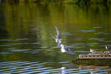 Common tern fighting at Hjalstaviken close to Stockholm