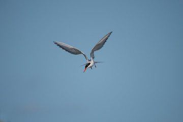 Common tern preparing for fishing at Hjalstaviken close to Stockholm
