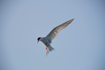 Common tern preparing for fishing at Hjalstaviken close to Stockholm
