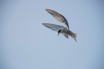Common tern preparing for fishing at Hjalstaviken close to Stockholm