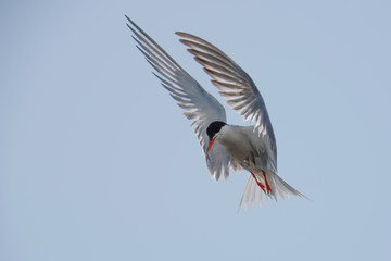 Common tern preparing for fishing at Hjalstaviken close to Stockholm