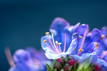 Beautiful abstract flower, blue color. Magic floral background. Macro foto. Wonderful nature flower.