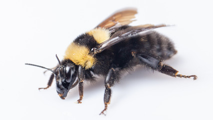 Bumblebee flaps its wings on a white background