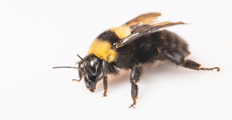 Bumblebee flaps its wings on a white background