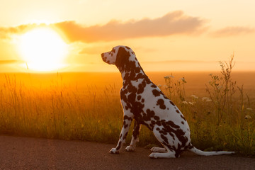 Dalmatian in sunset