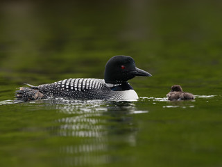 A Baby common loon chick swimming with its parent  © FotoRequest