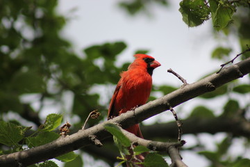 bird on a branch