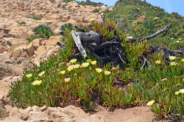 Blackened snag surrounded by flowers