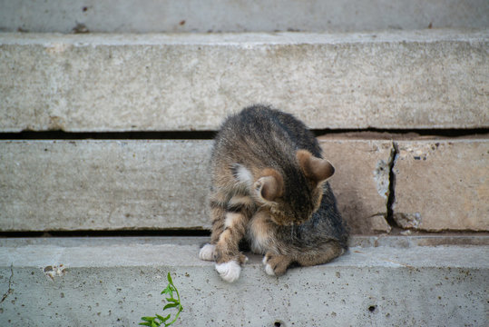 Gray and black kittens play on a good day