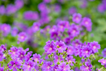 Campanula spring flowers as abstract background