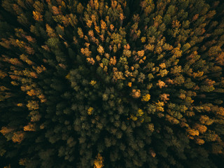 Aerial Photo of a colored forest in autumn.