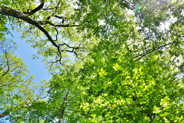 Fototapeta na wymiar Forest canopy from below with fresh green leaves on a sunny day