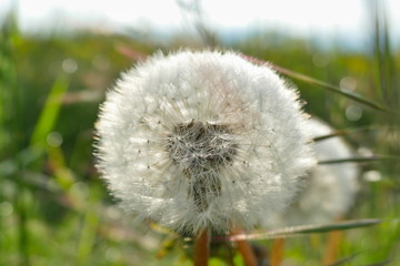 Close-up of a perfect dandelion blowball illuminated by the sun