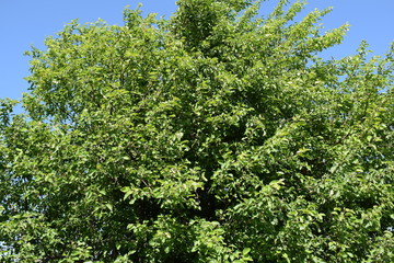 Fototapeta premium Appletree
