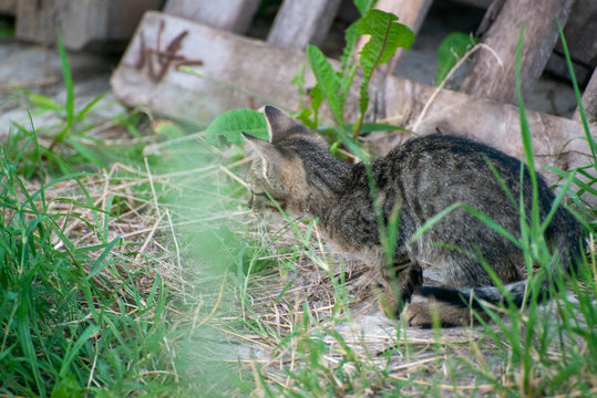 Gray and black kittens play on a good day
