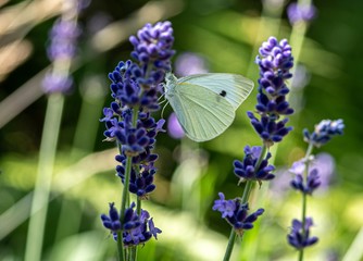 motyl bielinek na kwiatach lawendy © Henryk Niestrój