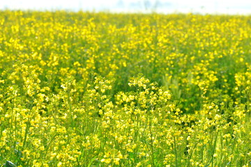 Fototapeta premium Blooming canola field in the early morning
