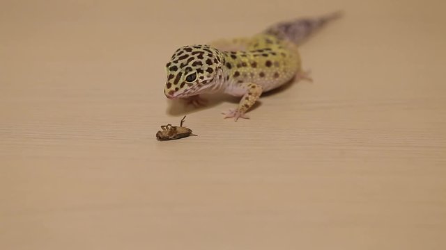 Lizard (Gecko) eating a cricket