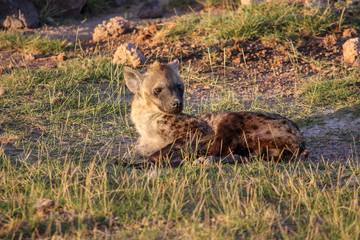 Cub hyena in the rays of the setting sun. Tanzania.