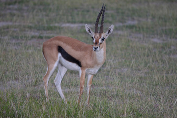 Naklejka na ściany i meble Thomson's gazelle on savanna in National park. Kenya, Africa