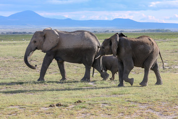 Elephants Herd On Savanna. Safari In Amboseli, Kenya, Africa