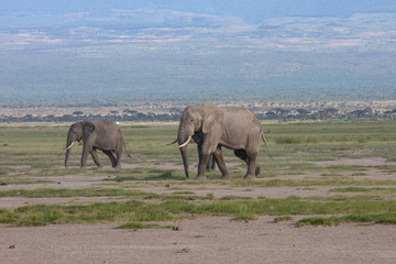 Elephants Herd On Savanna. Safari In Amboseli, Kenya, Africa
