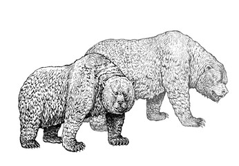 Grizzly bear family. Bear ink drawing. Animals illustartion.