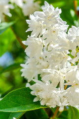 Bush blossoming with little white flower bunches in summer day