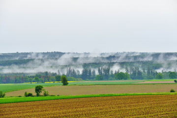 Fototapeta premium Fog after heavy rain fuming from the forest