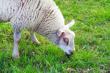 Naklejka na ściany i meble Sheep in a meadow on green grass. Sheep grazing in a field.