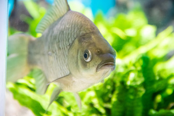Fish swims in the aquarium in the aquarium. The inhabitants of the sea. Sea fish.