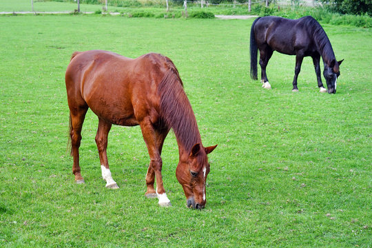 Grazing brown and black horses on the green Field. Horses grazing tethered in a field. Horses eating in the green pasture. Horses in a green field.