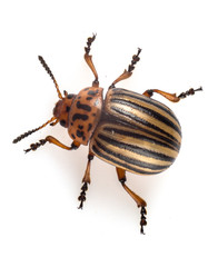 Leptinotarsa decemlineata The Colorado potato beetle is a serious pest of potatoes, tomatoes, eggplants.