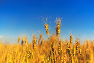  rural landscape with a field of Golden wheat ears against a blue clear sky matured on a warm...