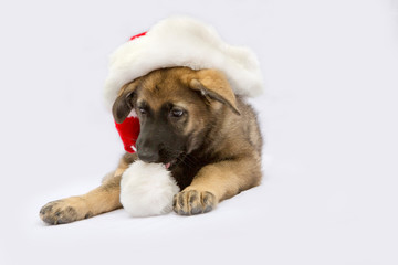 Duitse herder pup met kerstmuts