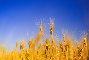 natural rural landscape with a field of Golden wheat ears against a blue clear sky matured on a warm summer Sunny day