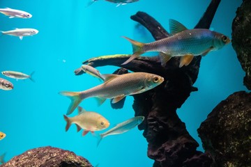 Fish swims in the aquarium in the aquarium. The inhabitants of the sea. Sea fish.