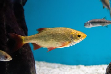 Fototapeta premium Fish swims in the aquarium in the aquarium. The inhabitants of the sea. Sea fish.