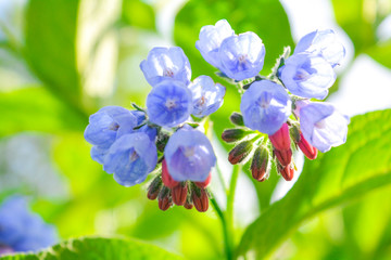 Fototapeta na wymiar Wild blue, purle, pink flowers like bell and buds on summer meadow. Wild flowers