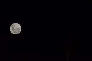 Moon at it largest also called super moon, Moon with a clear night surface. © Lucas