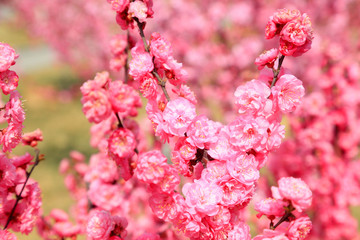 Peach blossoms in the park