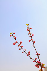 Peach blossoms in the park