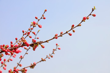 Peach blossoms in the park