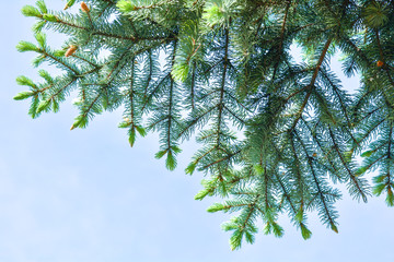 Obraz premium Blue spruce of fir tree branches. Close-up