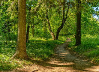 Old trees in the Park, preserved from the estate Ryabovo.