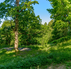Old trees in the Park, preserved from the estate Ryabovo.