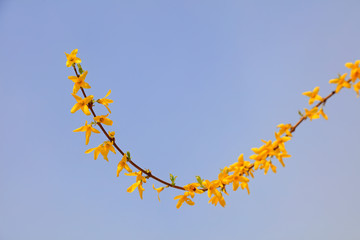 Forsythia flowers in a botanical garden