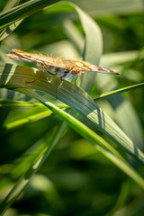 Beautiful yellow butterfly sitting on a branch of lavender. This type of insect is gathered in huge swamps and migrates from Africa to Europe