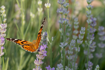Beautiful yellow butterfly sitting on a branch of lavender. This type of insect is gathered in huge swamps and migrates from Africa to Europe