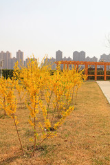 Forsythia flowers in a botanical garden